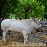 Cavour: fine settimana con la carne di razza piemontese nelle piazze e in tavola