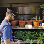 Nichelino: piantagione di marijuana nel parco di Stupinigi, denunciato albanese