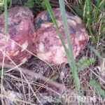 Esche avvelenate: un cane muore a Roure, indagini in corso