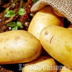 Prali: torna la "Festa della patata" ma il raccolto è stato scarso e non ci saranno i mercatini