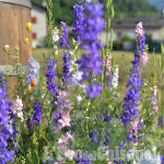Febbre da fiori nelle valli: anche &quot;Flor&quot; si sposta in montagna per l&#039;edizione estiva