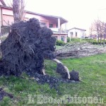 Danni del vento: albero sradicato vicino al cinema di Villar Perosa