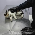 Pinerolo: i carabinieri salvano un gatto investito in via Lequio