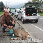 Frossasco: capriolo investito da un&#039;auto in via Bivio