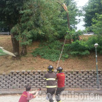 Pinerolo: albero caduto in via dei Martiri, Vigili del fuoco all&#039;opera