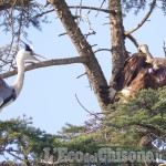 Un'aquila reale a Pinerolo: gli straordinari scatti di Batti Gai
