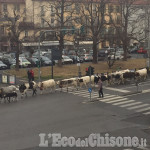 Mandria a spasso in centro a Pinerolo