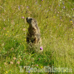 La foto vincitrice della settimana: la sentinella del Parco Orsiera