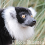 La famiglia dei lemuri del bioparco Zoom cresce con Kakao e quattro sorelle