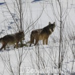 I lupi scendono in collina: Città metropolitana chiede alla Regione sostegno agli allevatori