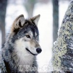 Diffusione del lupo, per Confagricoltura: «Allevatori esasperati e scoraggiati dalle predazioni»