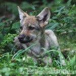 Azzarà (Città metropolitana): «Il ritorno del lupo è un fenomeno naturale»