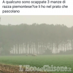 Mucche scappano da cascina tra Piobesi e Candiolo, ritrovate grazie a Facebook