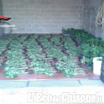 Maxi coltivazione di marijuana su un terreno demaniale a Lombriasco