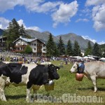 Miss Mucca a Pragelato: l'applausometro eleggerà la Regina delle Alpi per celebrare il lavoro dei margari