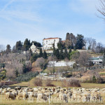 Pinerolo bucolica: pecore al pascolo sotto Monte Oliveto