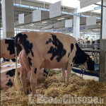 Scalenghe: lunedì 2 "porte aperte" nell'allevamento Fantasy Holstein e alle 14,30 l'asta di vacche Frisone