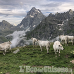 Cavour: le foto di Christopher Dalmasso vincono il concorso "Carne di Razza Piemontese"