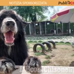 Come adottare cani e gatti all'Oasi di Alpignano