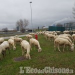 Orbassano: un gregge di pecore rischia di invadere la tangenziale sud
