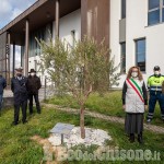 Orbassano: un ulivo davanti alla biblioteca in memoria delle vittime del Covid