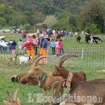 A Perosa Argentina la rassegna zootecnica e Fiera d&#039;autunno