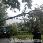 Volvera: albero caduto, interrotta strada antica di Cumiana