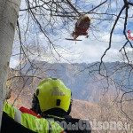 Perrero: travolto da un albero, 41enne muore in borgata Vrocchi