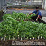 Rifreddo: scoperta piantagione di cannabis, quattro denunciati