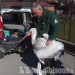 Recuperato il pellicano che si aggirava nel Pinerolese: era fuggito da uno zoo tedesco