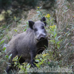 Parco Alpi Cozie: la carne dei cinghiali abbattuti come indennizzo per i danni ai privati