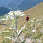 La foto vincitrice della settimana: stelle alpine a fine stagione