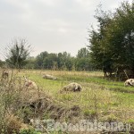 Lupi a Pinerolo: strage di pecore al Torrione