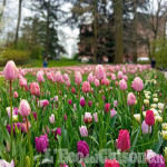 100 mila tulipani colorano il parco del castello di Pralormo
