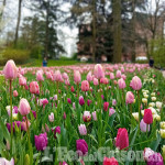 100 mila tulipani colorano il parco del castello di Pralormo