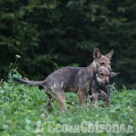 A Villar Perosa la storia (vera) di due cuccioli di lupo
