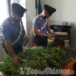 Valgioie: scoperta dai carabinieri piantagione di marijuana