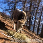Pragelato, vitello recuperato dopo mesi di fuga in alta quota all'Alpe Giarasson
