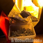 Embedded thumbnail for Beinasco: coltiva marijuana in mansarda, arrestato pizzaiolo